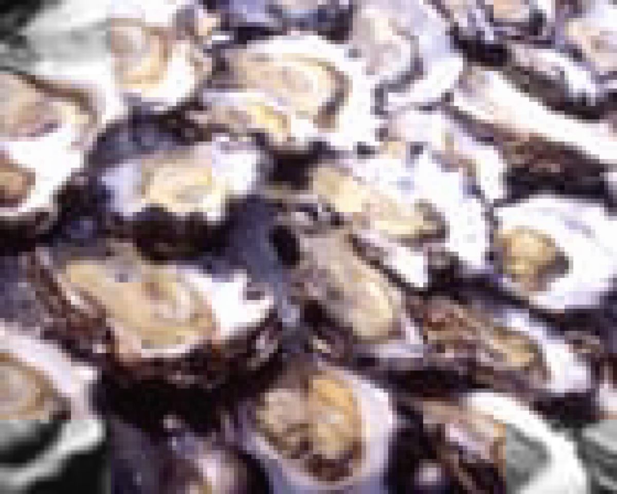 400.000 Oyster Muda Hilang, Kerugian Ternak Australia Rp3,7 Miliar